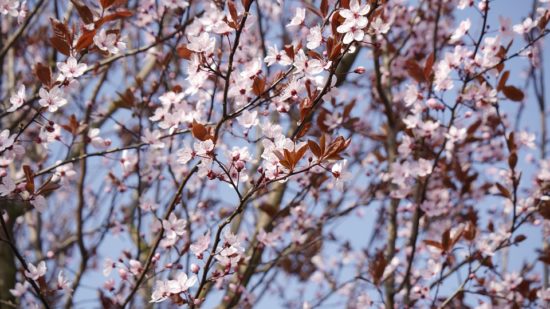 strom rodu prunus